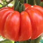 pomodoro-costoluto-fiorentino